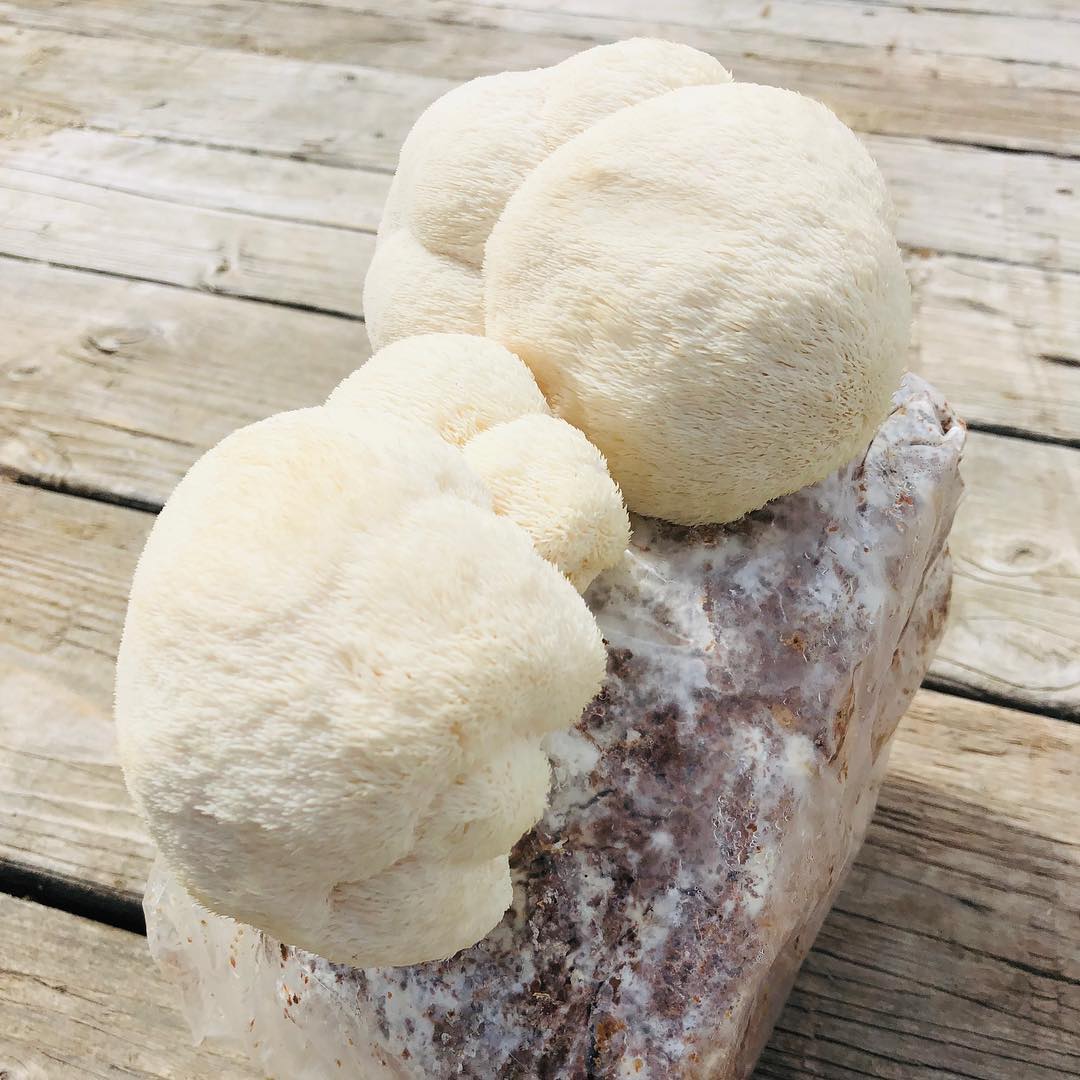 Grow Kit - Lion's Mane