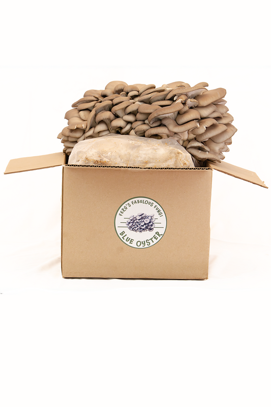 Grow Kit - Blue Oyster