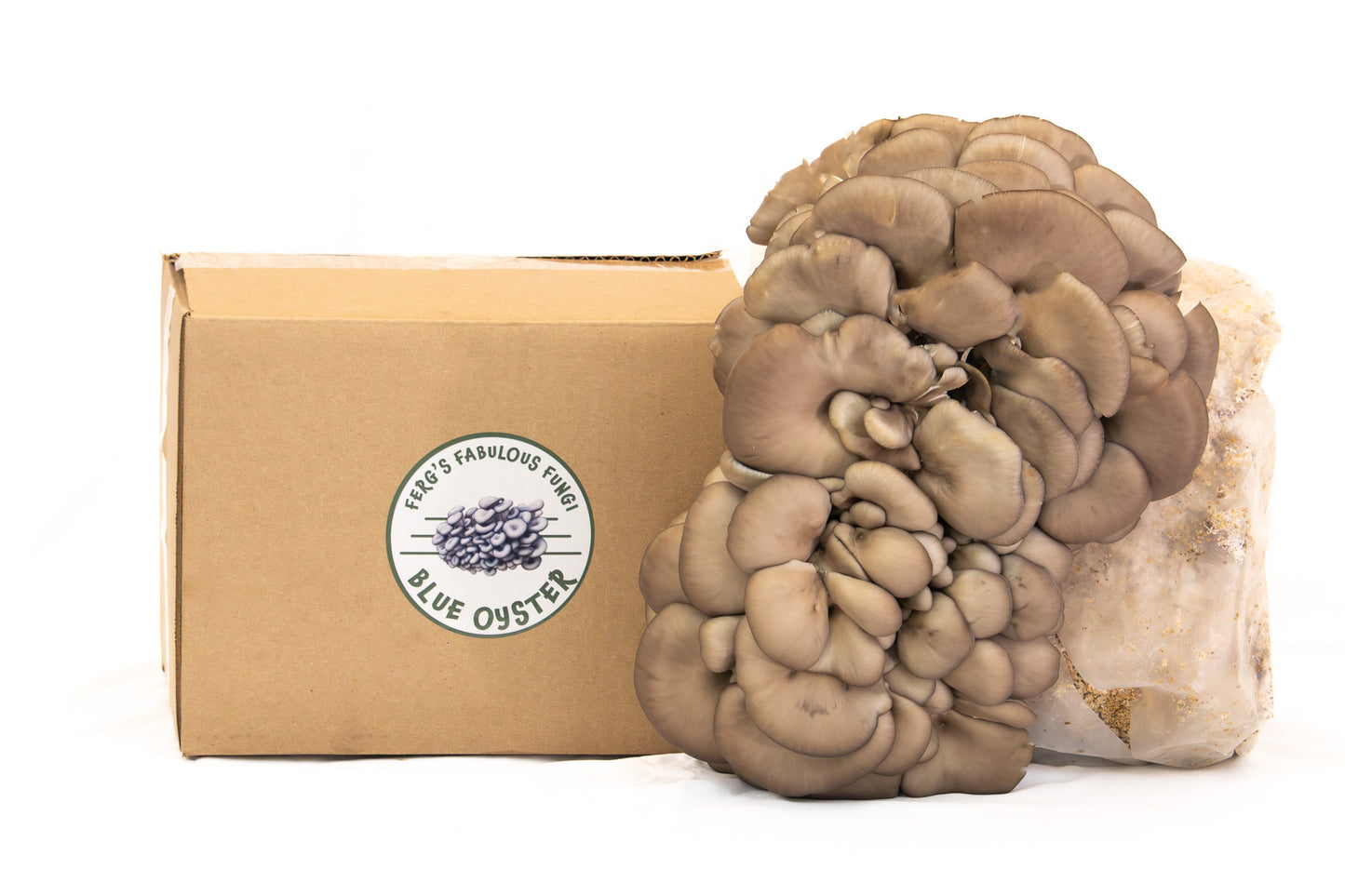 Grow Kit - Blue Oyster