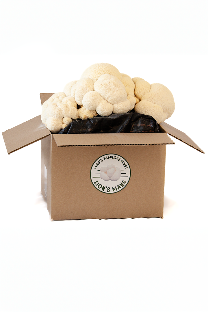Grow Kit - Lion's Mane
