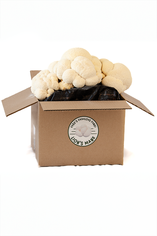 Grow Kit - Lion's Mane