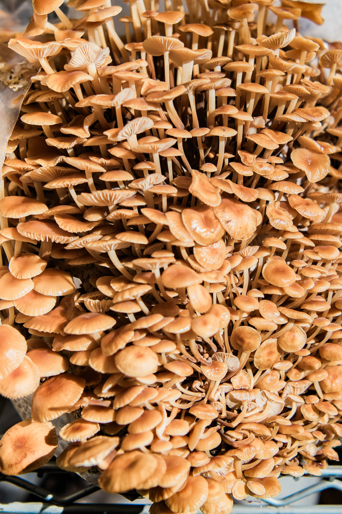 The Truth about Food Events (from a fungi farmer!)