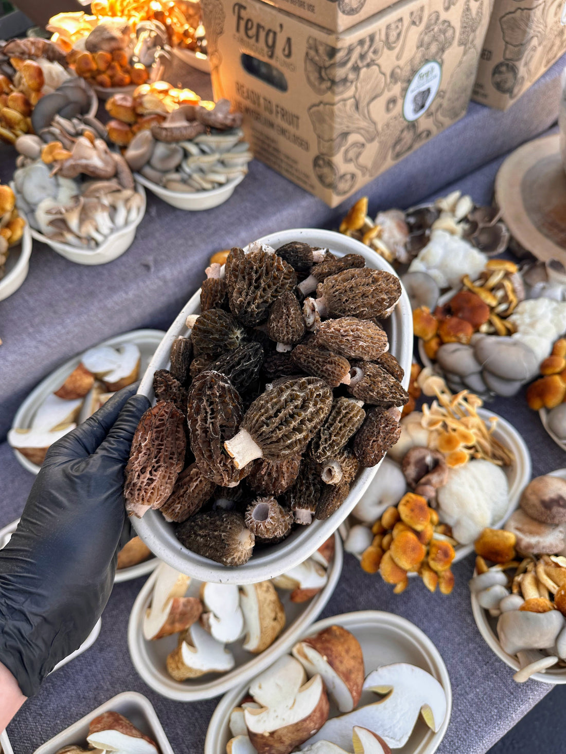 It's Morel Season — So Why Are We Talking About Dried? Fresh is fleeting. Dried is forever. Here's how to have it both ways.